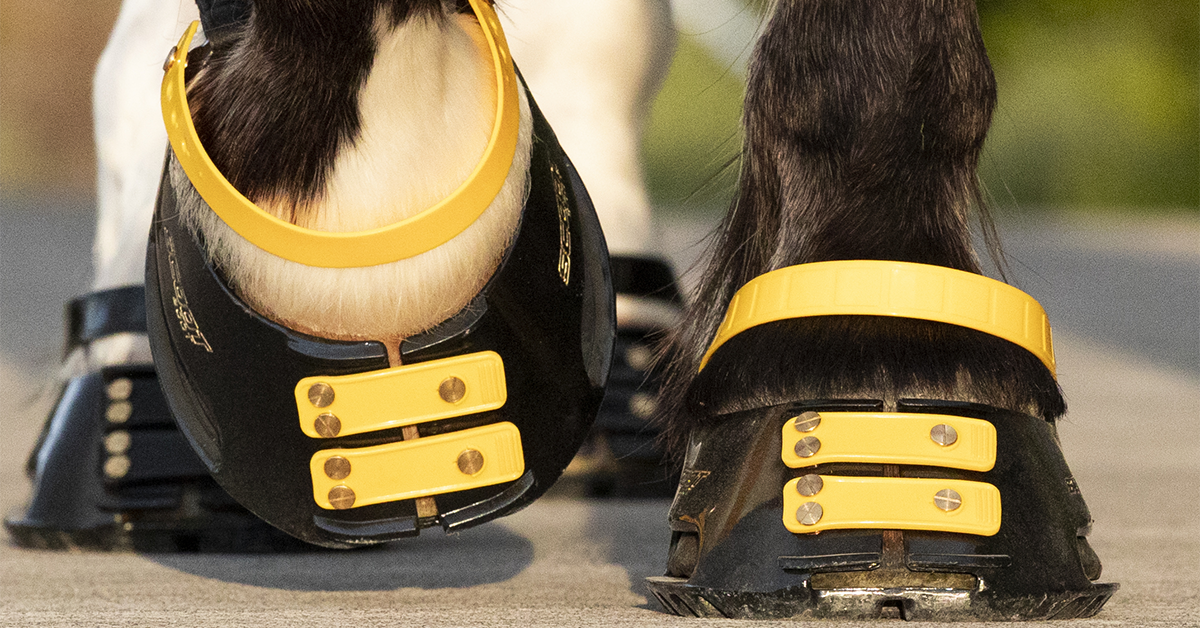 scootboots competition