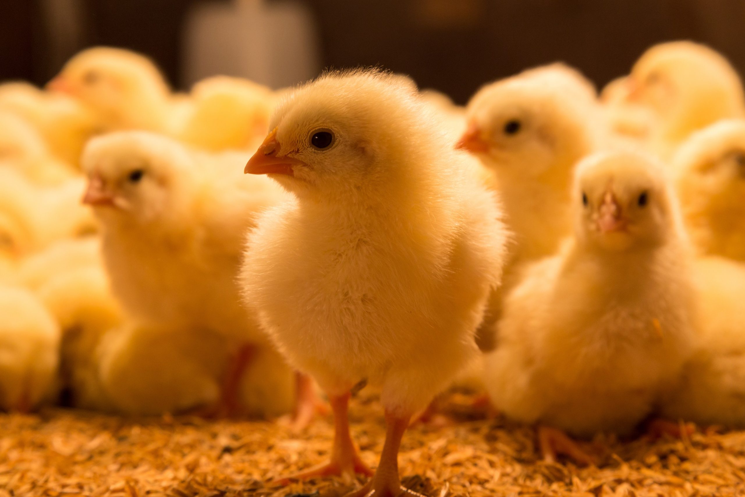 The Country Smallholder competition