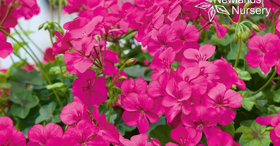gardenersworld competition