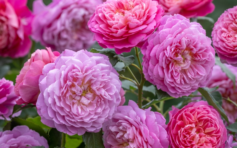 The English Garden competition