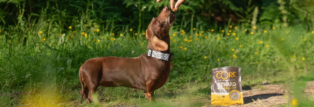 dogfest competition
