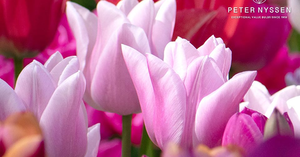 gardenersworld competition