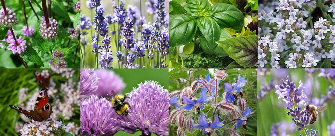 Allotmentonline competition