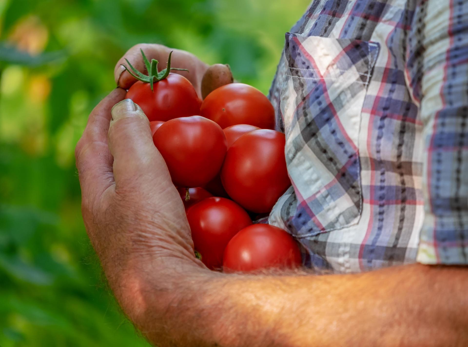 allotmentonline competition