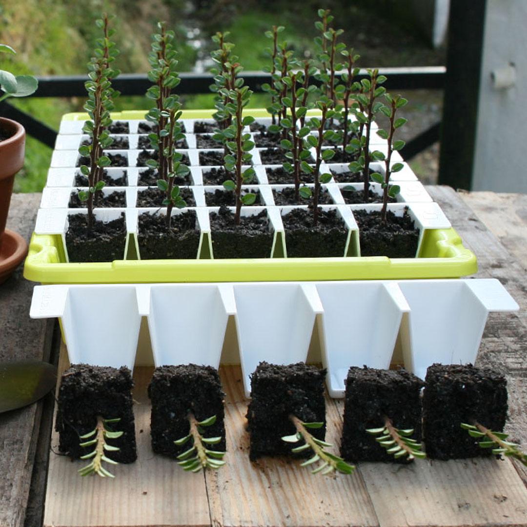 allotmentonline competition