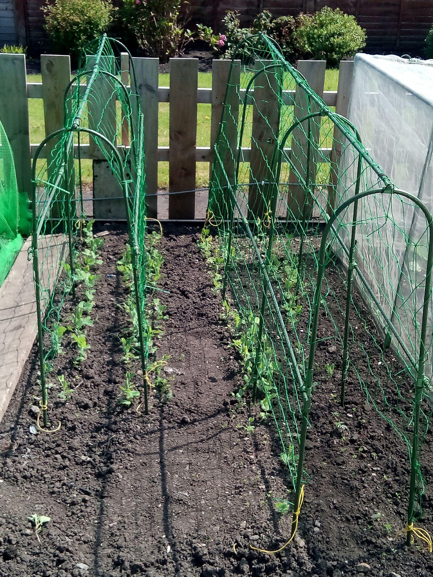 allotmentonline competition