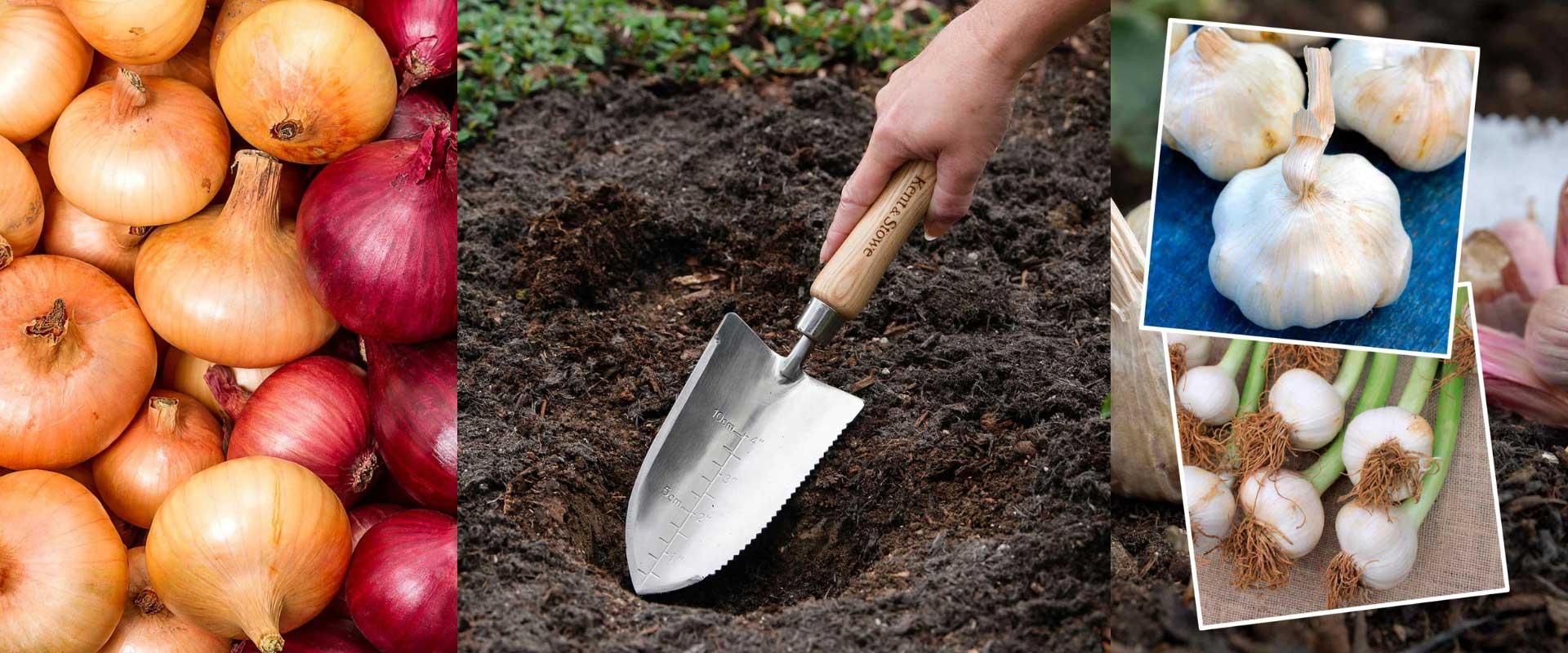 allotmentonline competition