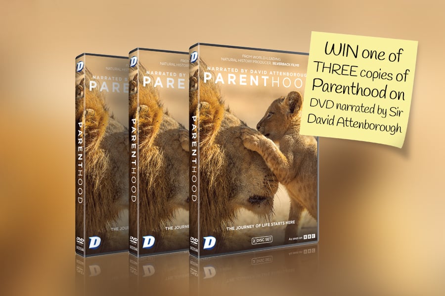 silversurfers competition