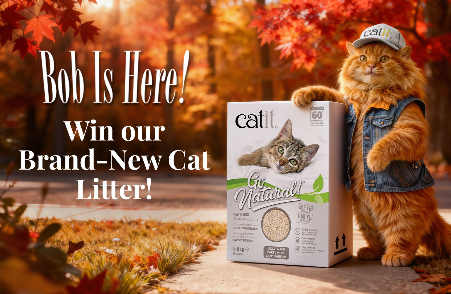 catit competition