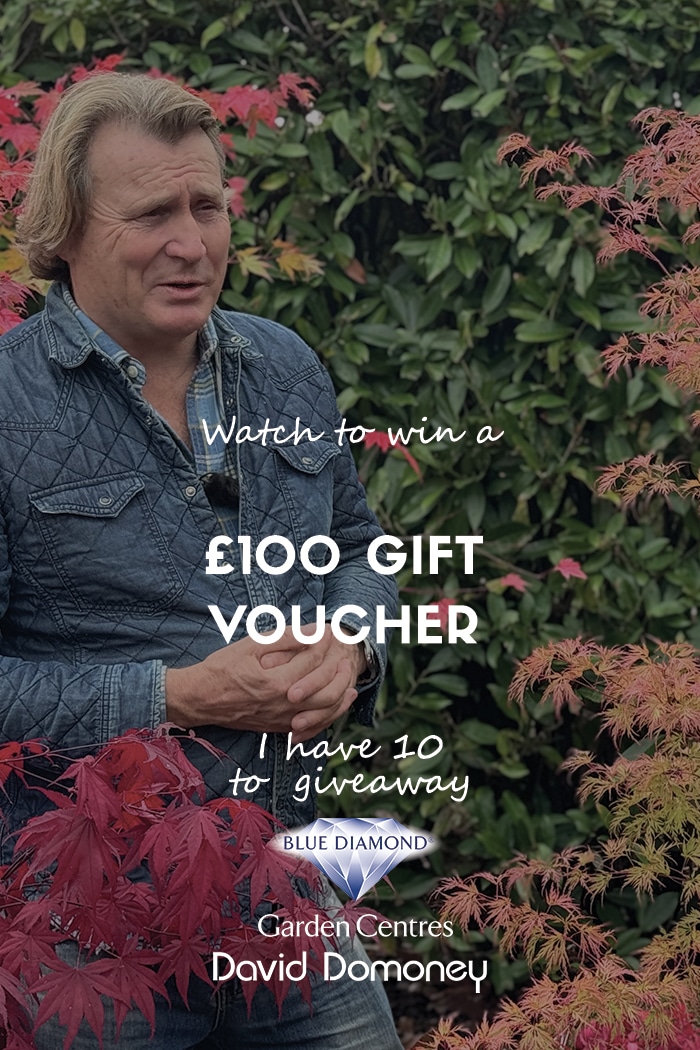 daviddomoney competition
