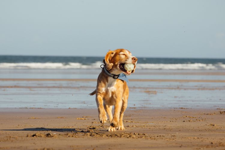 pawsandstay competition