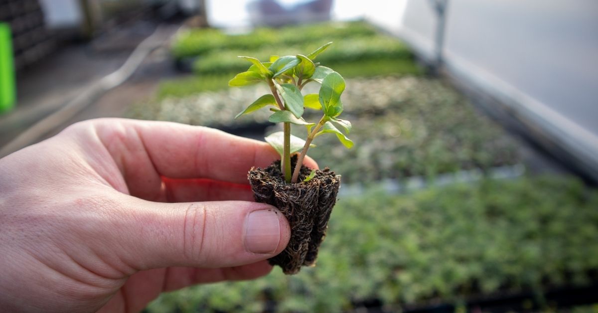 urban-herbs competition