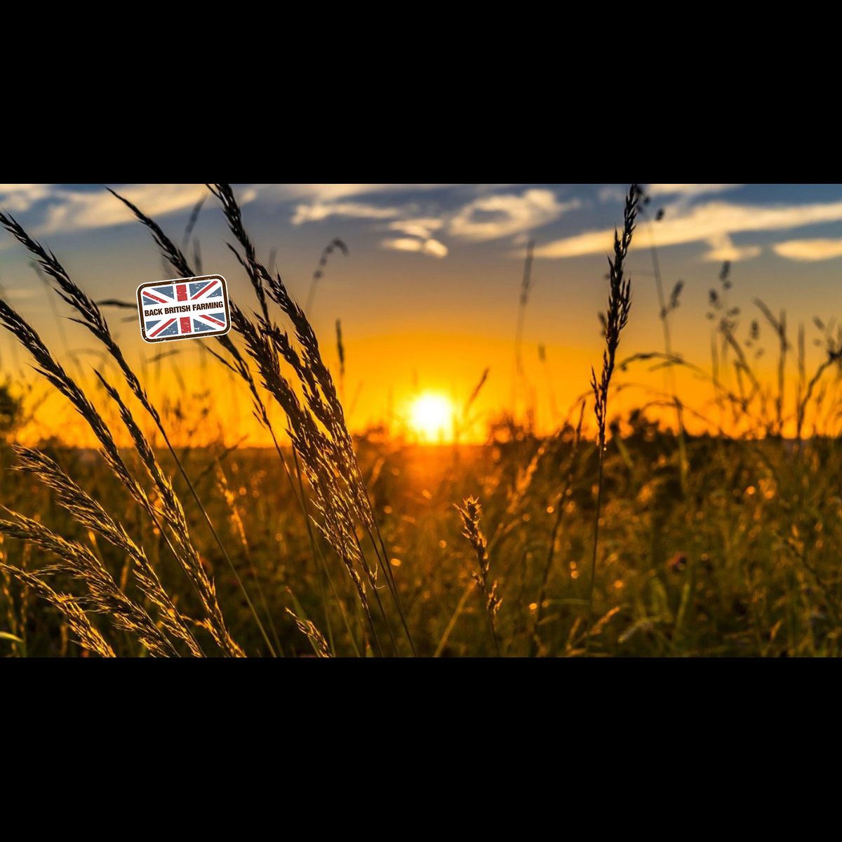 Nfuonline competition