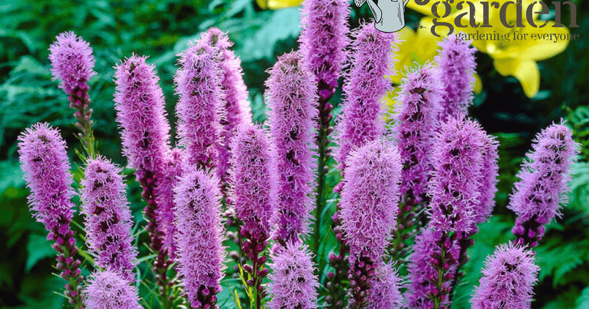 gardenersworld competition
