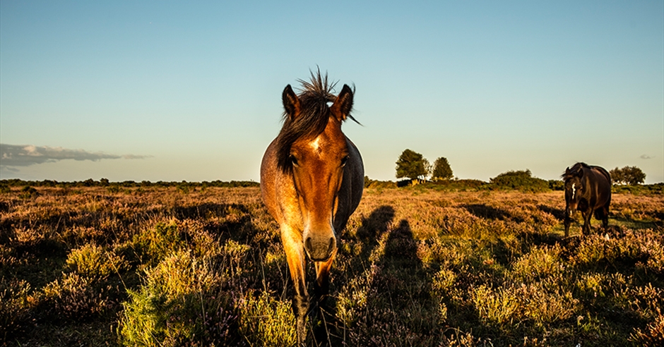 visit-hampshire competition