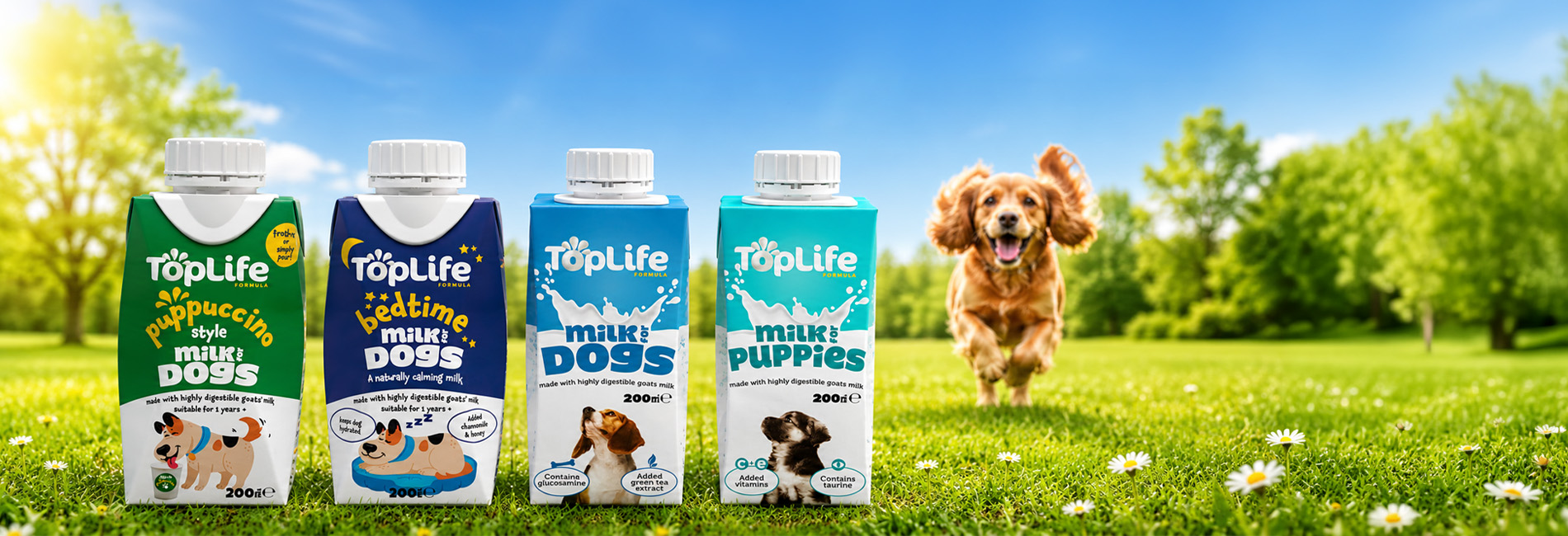 dogfest competition