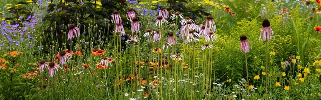 allotmentonline competition