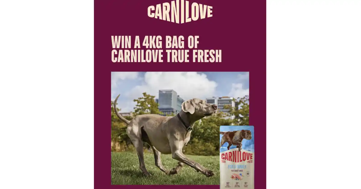 yourdog competition