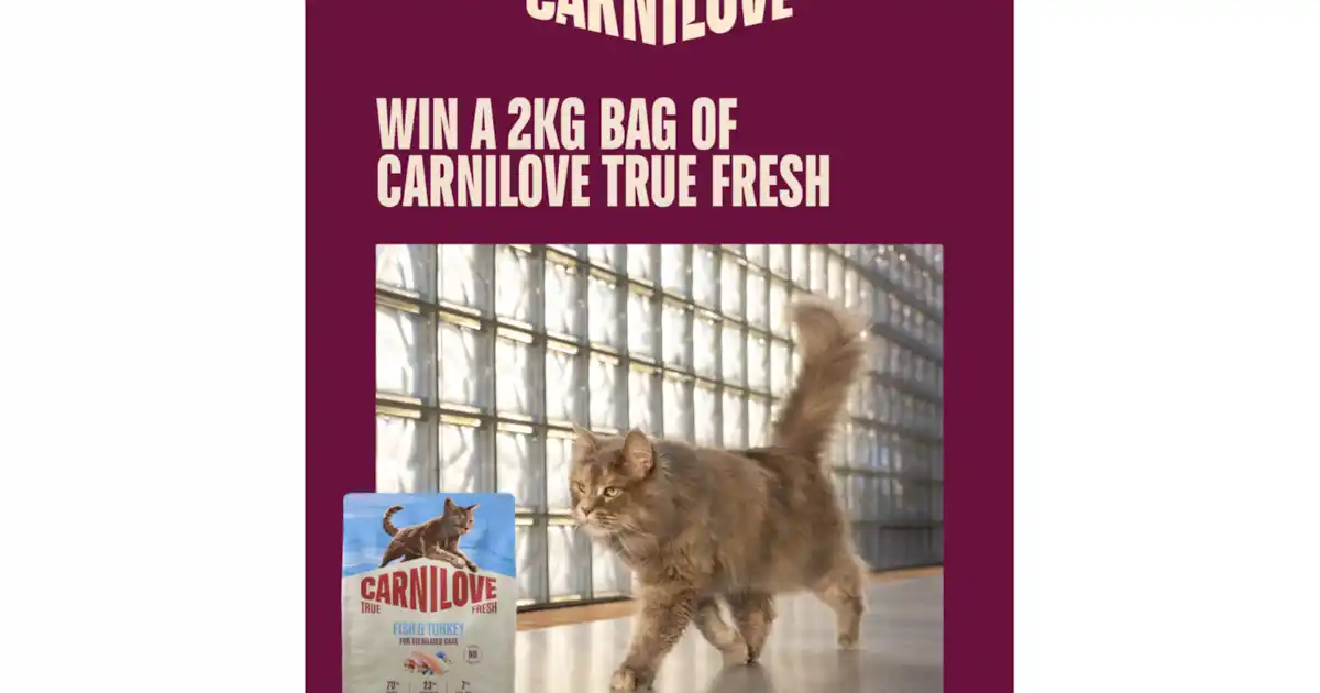 yourcat competition