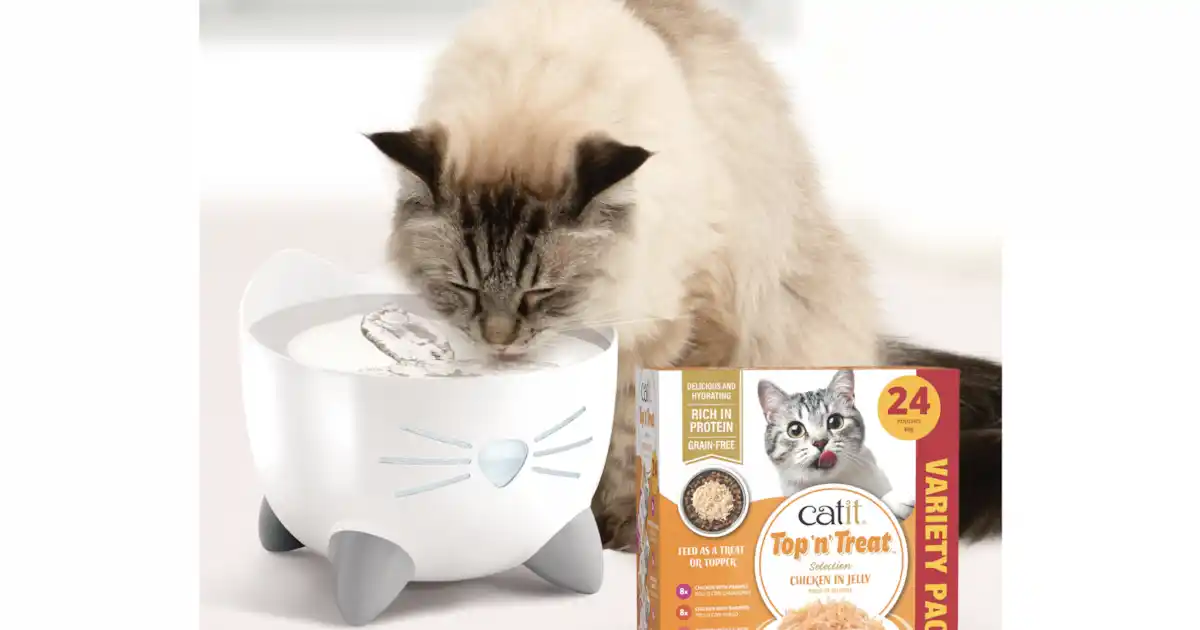 yourcat competition