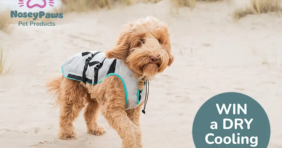 yourdog competition
