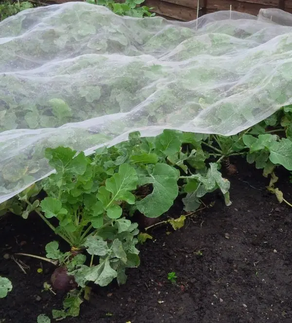 allotmentonline competition