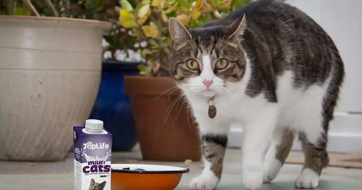 yourcat competition