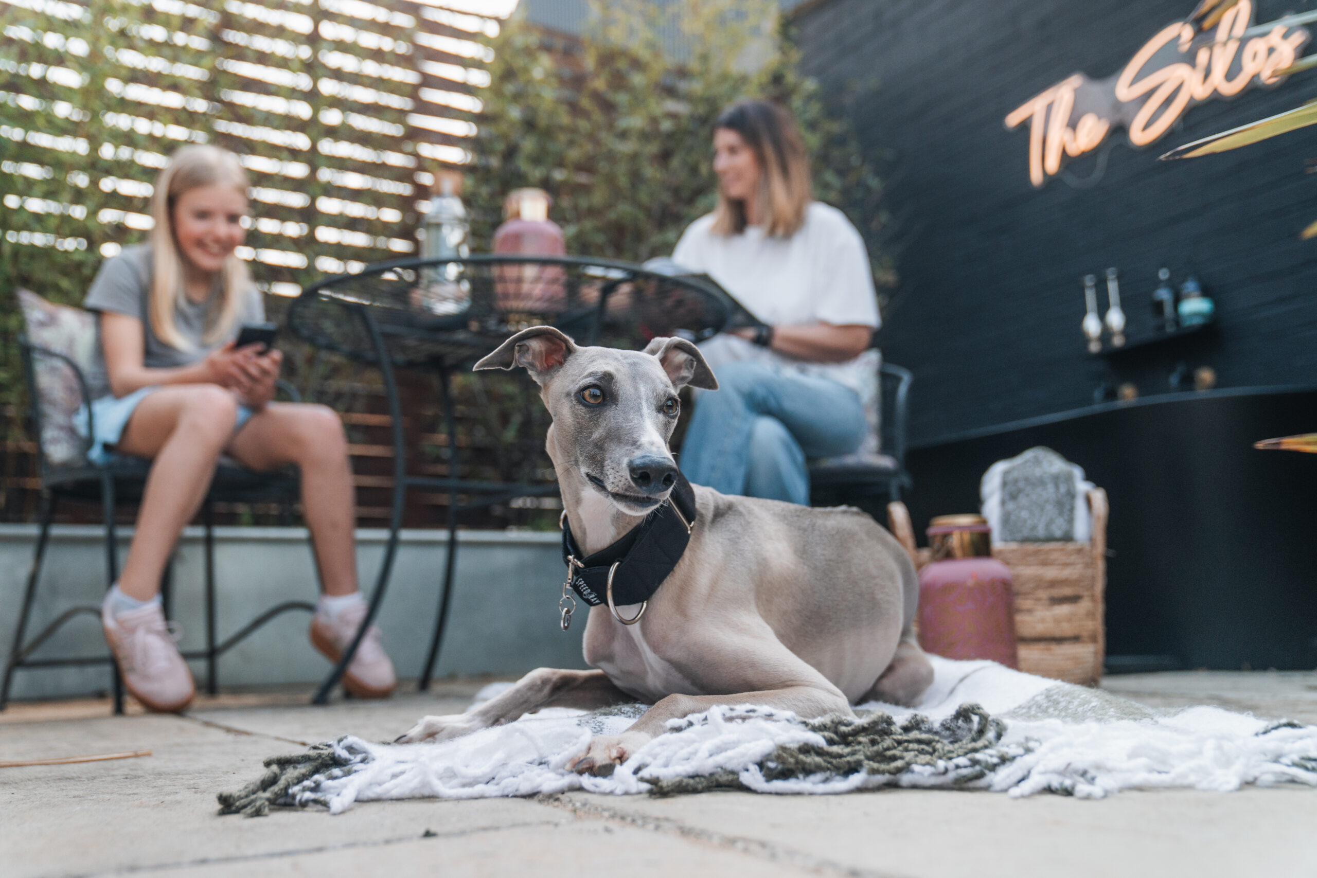 dogfest competition