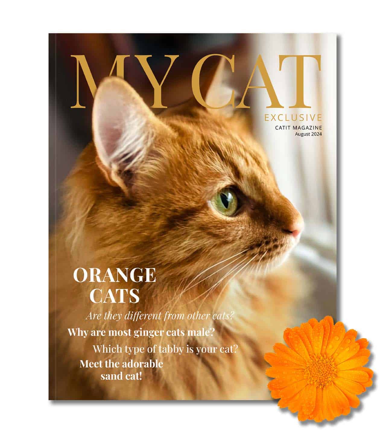 Catit competition